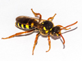 Nomada goodeniana